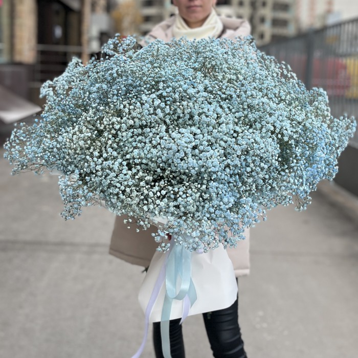 51 голубая гипсофила